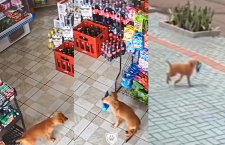 Cachorro caramelo é flagrado roubando salgadinho de mercado