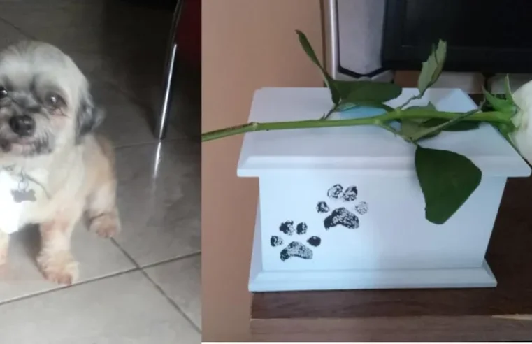 Tutora leva cão para banho em pet shop e recebe as cinzas do animal em Campo Grande