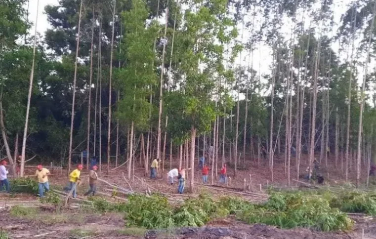 MST invade fazendas da Suzano na Bahia; empresa diz que áreas são produtivas