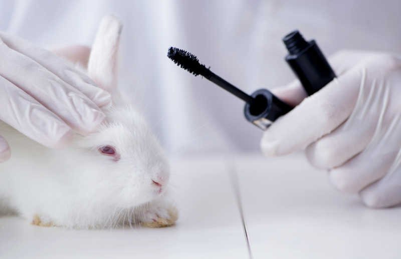 Governo proíbe uso de animais em testes de cosméticos e produtos de higiene