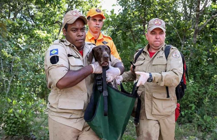 Corpo de Bombeiros capacita agentes de segurança de MT, do DF e 8 estados para primeiros socorros em cães de resgate